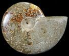 Polished, Agatized Ammonite (Cleoniceras) - Madagascar #59867-1